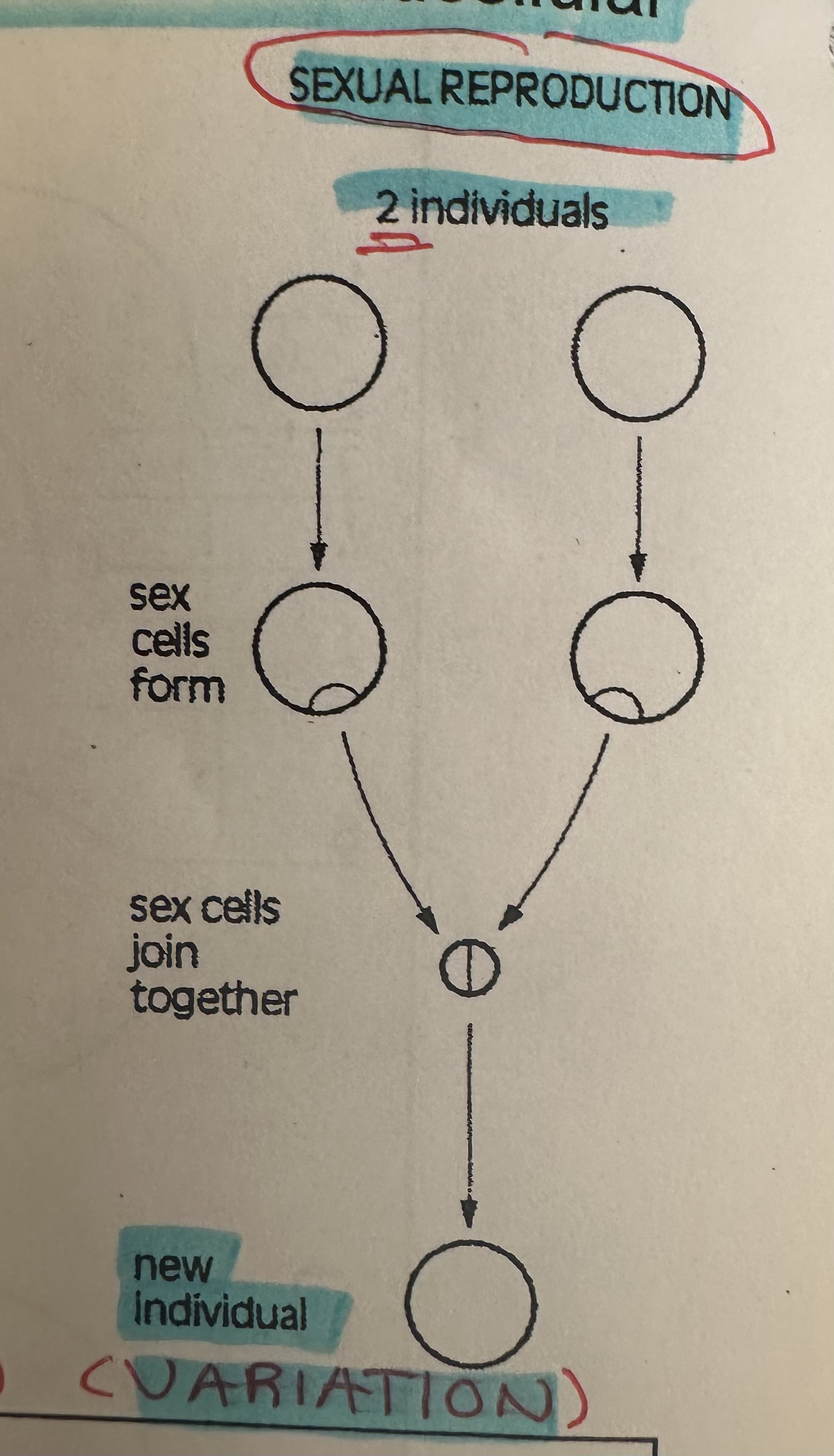 <p>Production of offspring from two parent using GAMETES. Both parents contribute same # of chromosomes to offspring. It is usually not identical to either parents but may have some characteristics of each.</p>