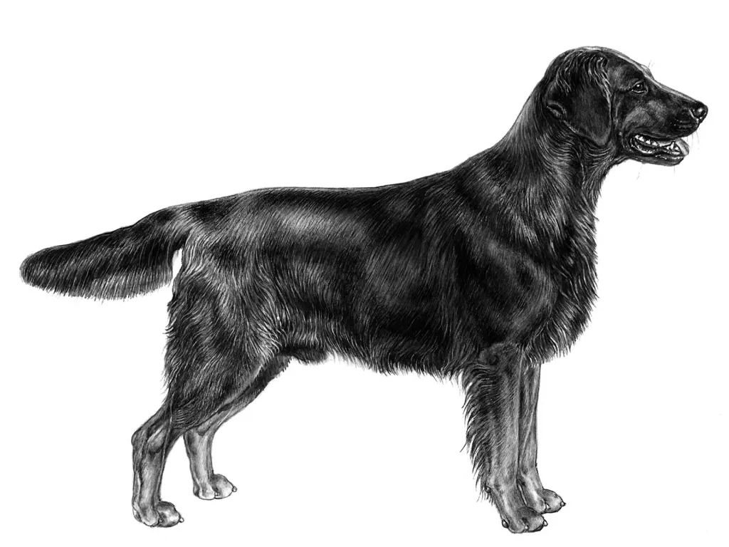 <p>Flatcoated retriver</p>