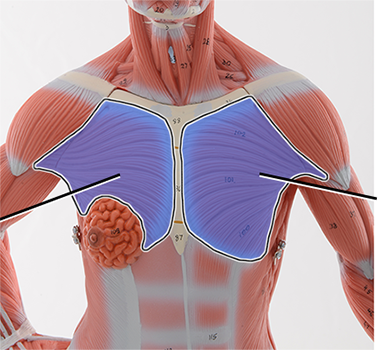 <p>Pectoralis major ; Flexion, adduction, and medial rotation of arm</p>