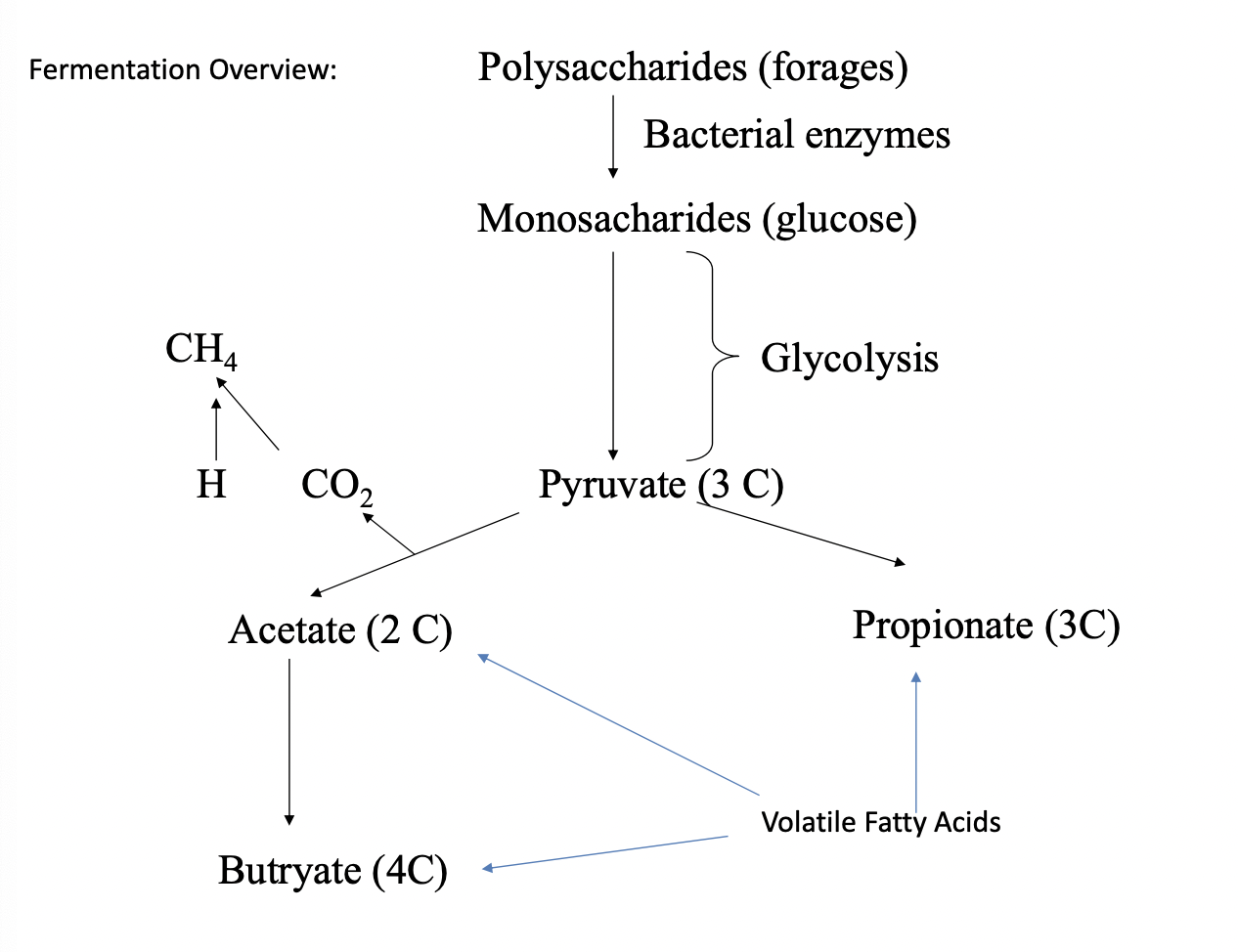 <p>ALL mammals have some fermentative capsity</p><p>Importance is directly related to fiber consumption</p>