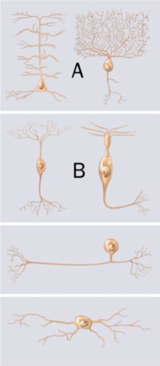 <p><span>The neurons indicated by a letter "A" are structurally classified as ______ neurons. The neurons indicated by a letter "B" are structurally classified as ______ neurons.</span></p>