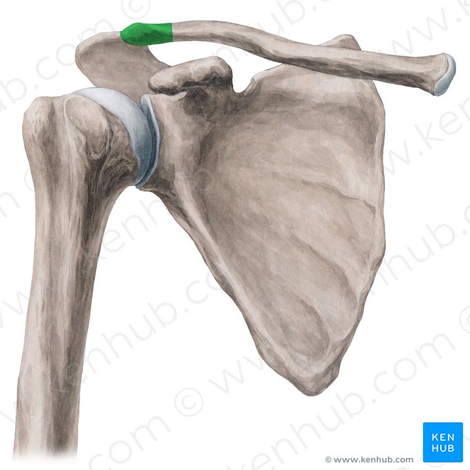 <ul><li><p>articulates with the acromion process of the scapula at the AC joint</p></li></ul><p></p>