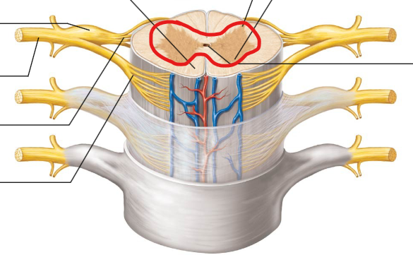 <p>Inner "H" or butterfly-shaped region containing neuron cell bodies.</p>
