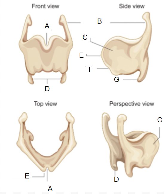 <p>A</p>