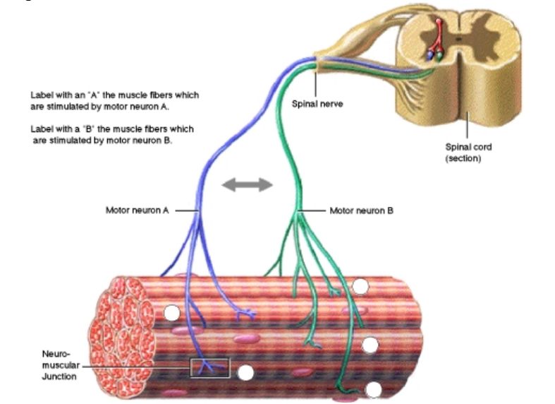 <p>Explain the difference between motor unit A and B</p>