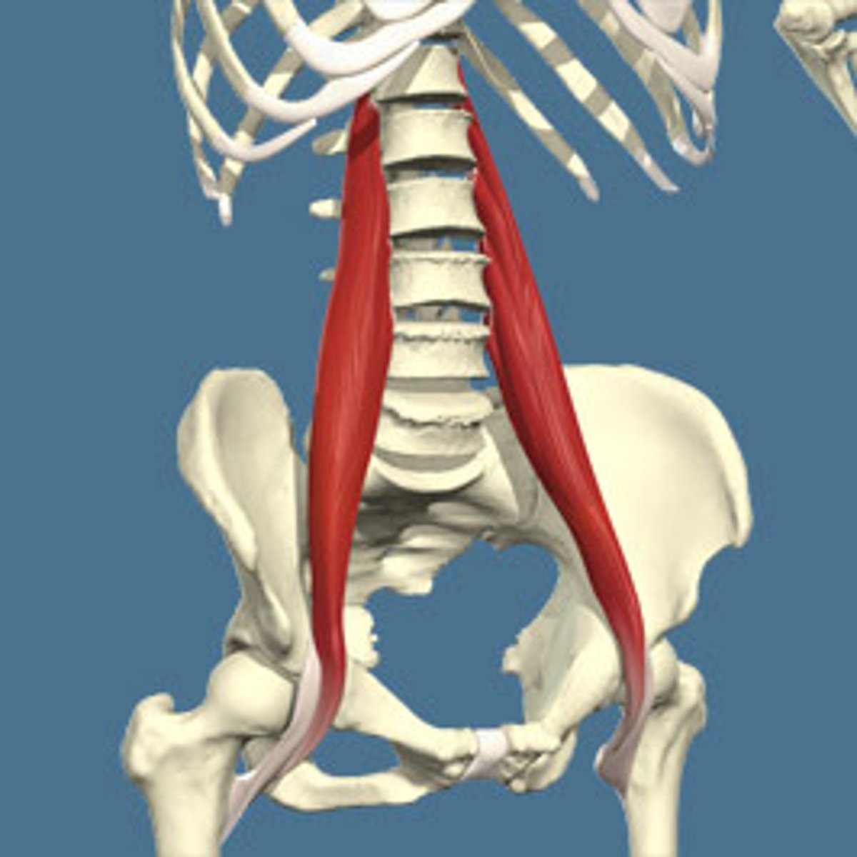 <p>Flexes thigh at the hip; flexes vertebral column</p>
