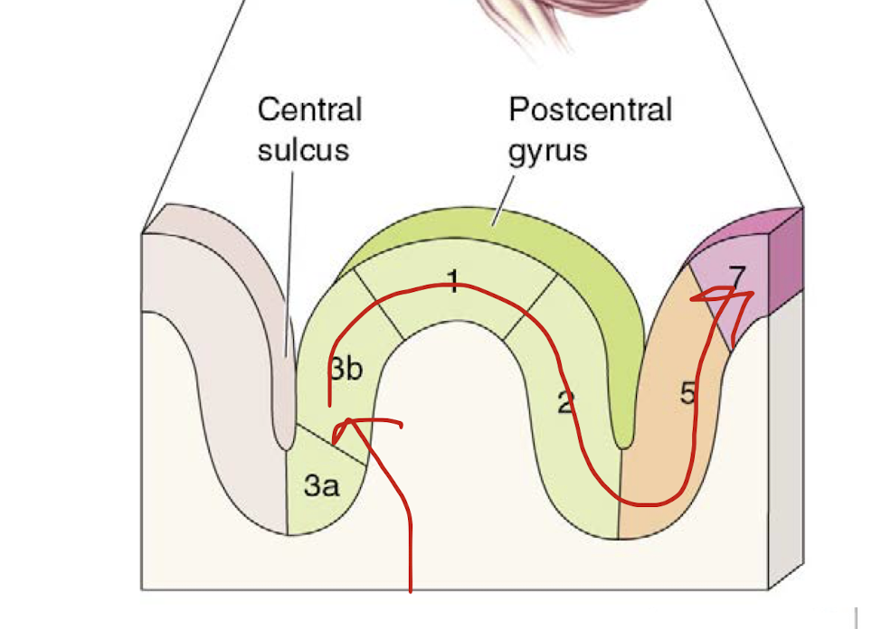 Receives infor from 3b 
- trying to integrate things together 

Generally related to texture, size, and shape 
- starting to combine 