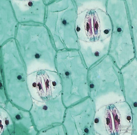 <p>surrounded by two guard cells which open and close to regulate transpiration</p><ul><li><p>mostly located on lower epidermis, sometimes only found there (except floating aquatic plants like lilies)</p></li></ul><p></p>