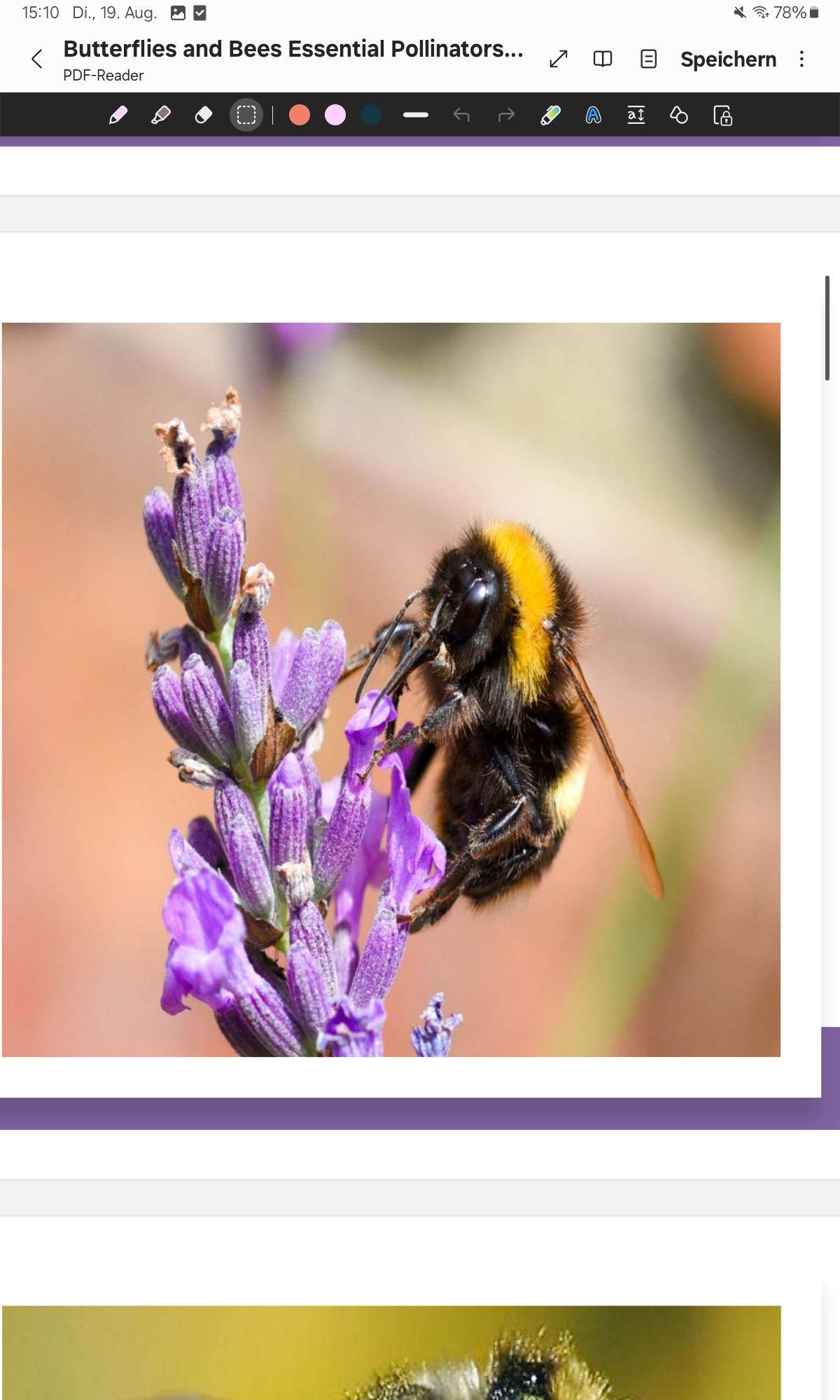 <p>Bumble Bee </p>