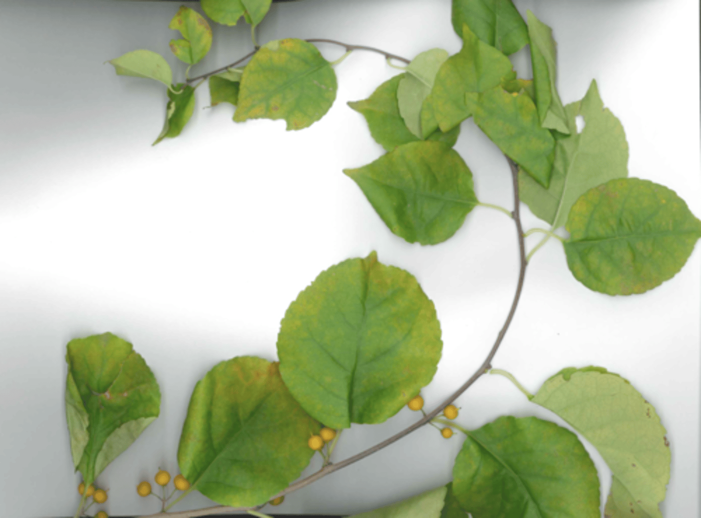 <p>produces fruit on entire stem, 99% of bittersweet you see, showier than native,</p>