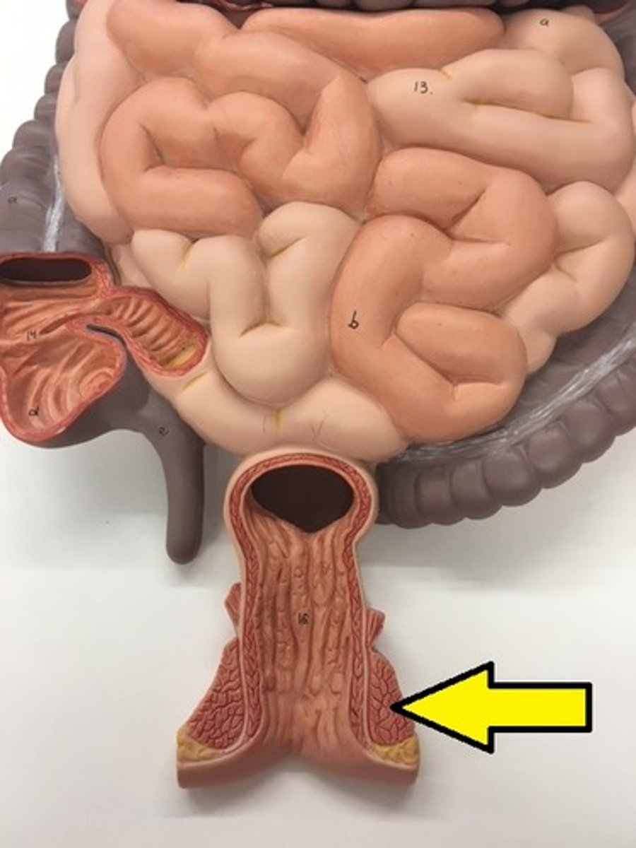 knowt flashcard image