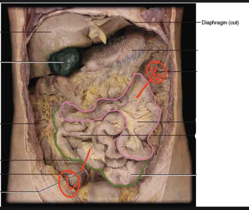 Digestive System (small, large intestine, gall bladder) Flashcards | Knowt