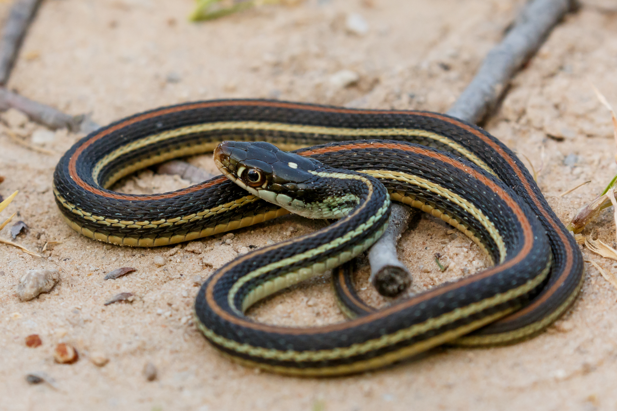 <p>Family Colubridae</p><p>Latin: Thamnophis proximus</p><p>Western Ribbonsnake</p>