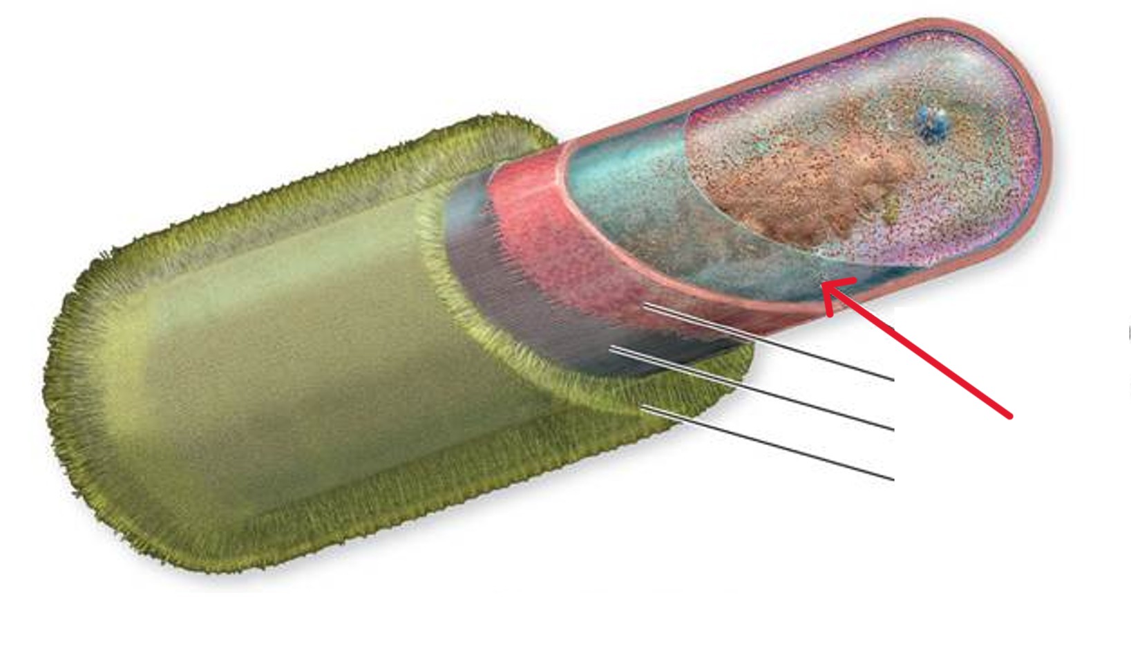 <p>Which bacterial layer:</p><ul><li><p>A flexible phospholipid bilayer embedded with proteins</p></li></ul><p></p>