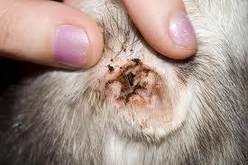 <p>Massive, coffee-ground excretions in the ear canal without itching (sometimes severe pruritus).</p>