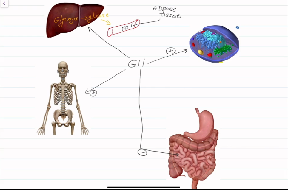 <ul><li><p>Encourage the growth of bones at growth plates.</p></li><li><p>Increases blood levels of fatty acids; encourages use of fatty acids for fuel; encourages protein synthesis</p></li><li><p>Decreases the rate of glucose uptake and metabolism, conserving glucose</p></li><li><p>Breaks down glycogen to release glucose into the bloodstream</p></li></ul><p></p>