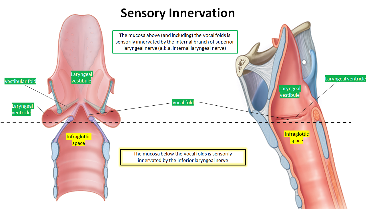 <ul><li><p><strong>Above vocal folds (including them)</strong>: Internal branch of superior laryngeal nerve</p></li><li><p><strong>Below vocal folds</strong>: Inferior laryngeal nerve</p></li></ul><p></p>