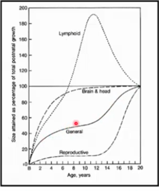 <p>-brain/head grow faster than the rest of the body</p><p>-reproductive growth is slow and then sharp increase during puberty</p><p>-lymphoid tissues relatively fast and then shoots over 100% size and then decreases to 100% in adult</p><p>-reproductive tissue mature before brain/head and other body tissues in rats but NOT in humans</p><p>-<strong>general somatic curve: </strong>height, weight, skeleton, muscles</p><p>-<strong>reproductive curve: </strong>slow in pre-pubertal phase, rapid in adolescence</p><p>-<strong>neural curve: </strong>brain, skull, eyes, ears; development earlier than any other tissues or organs; NO adolescent spurt</p><p>-<strong>lymphoid curve: </strong>tonsils, adenoids, appendix, intestines, spleen; pre-adolescent maximum, followed by regression to adult value</p>