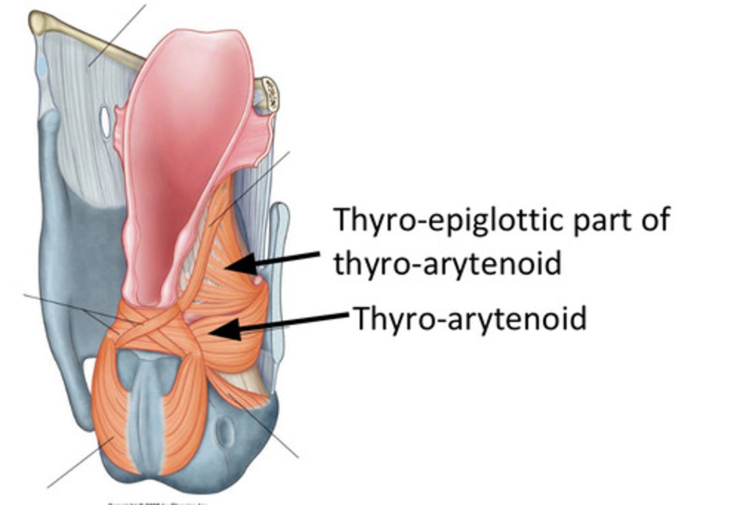 <p>Inferior Laryngeal Nerve Branch off of Recurrent Laryngeal Nerve (CN X)</p><p>Relaxes vocal ligaments</p>