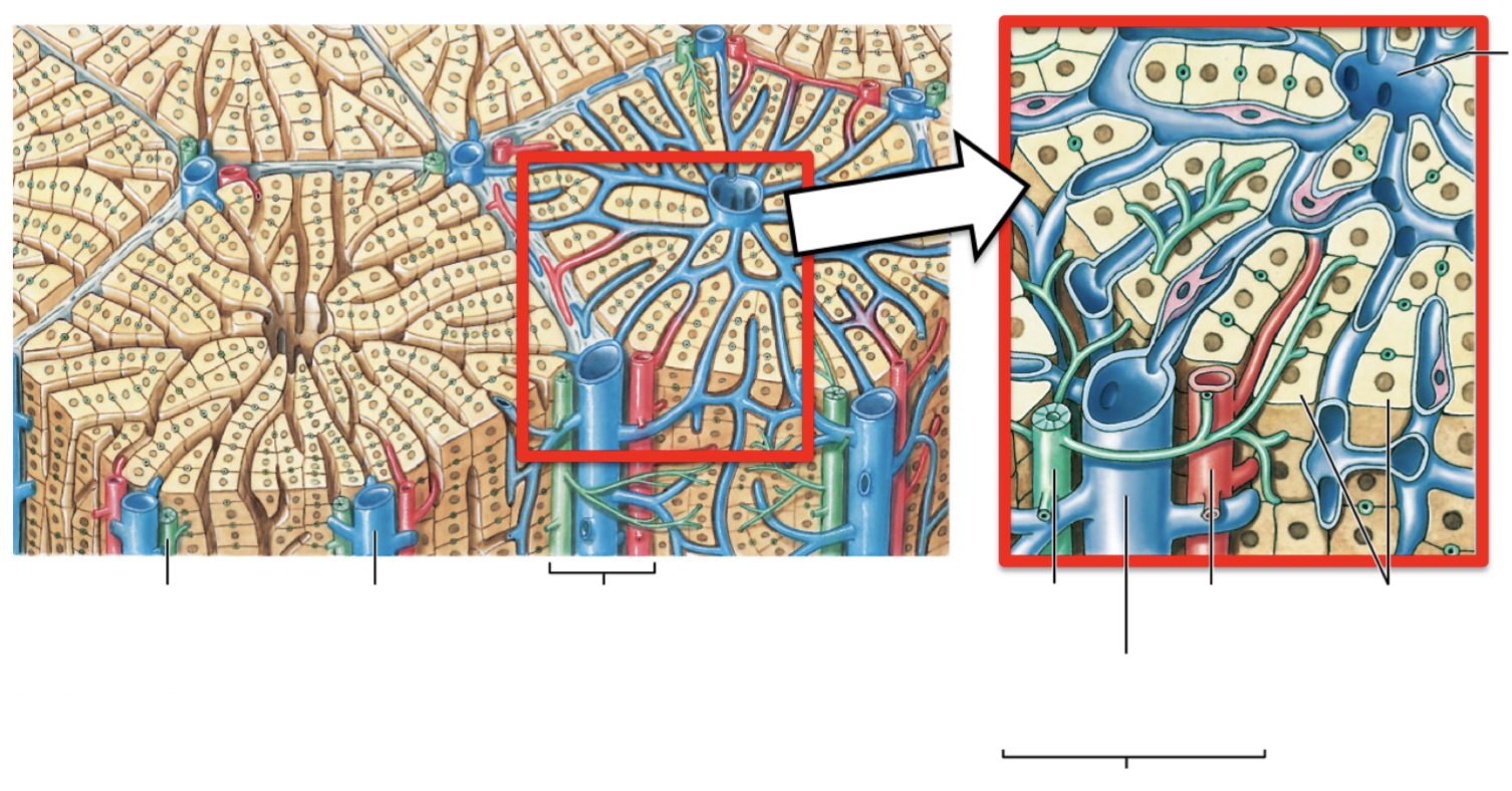 describe the portal triad. what 3 vessels do they contain? describe them and their purpose.