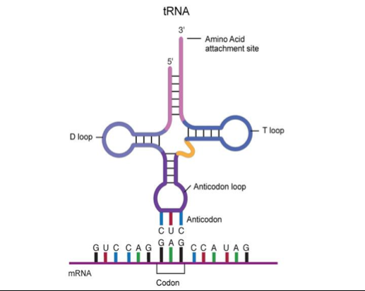 <p><strong>transferová RNA</strong></p><p>2 ramená - <strong>aminokyselinové a antikodónové</strong><br>prináša <strong>AMK na ribozómy</strong></p><p>na jednej strane <strong>antikodón</strong> na druhej <strong>AMK</strong></p>