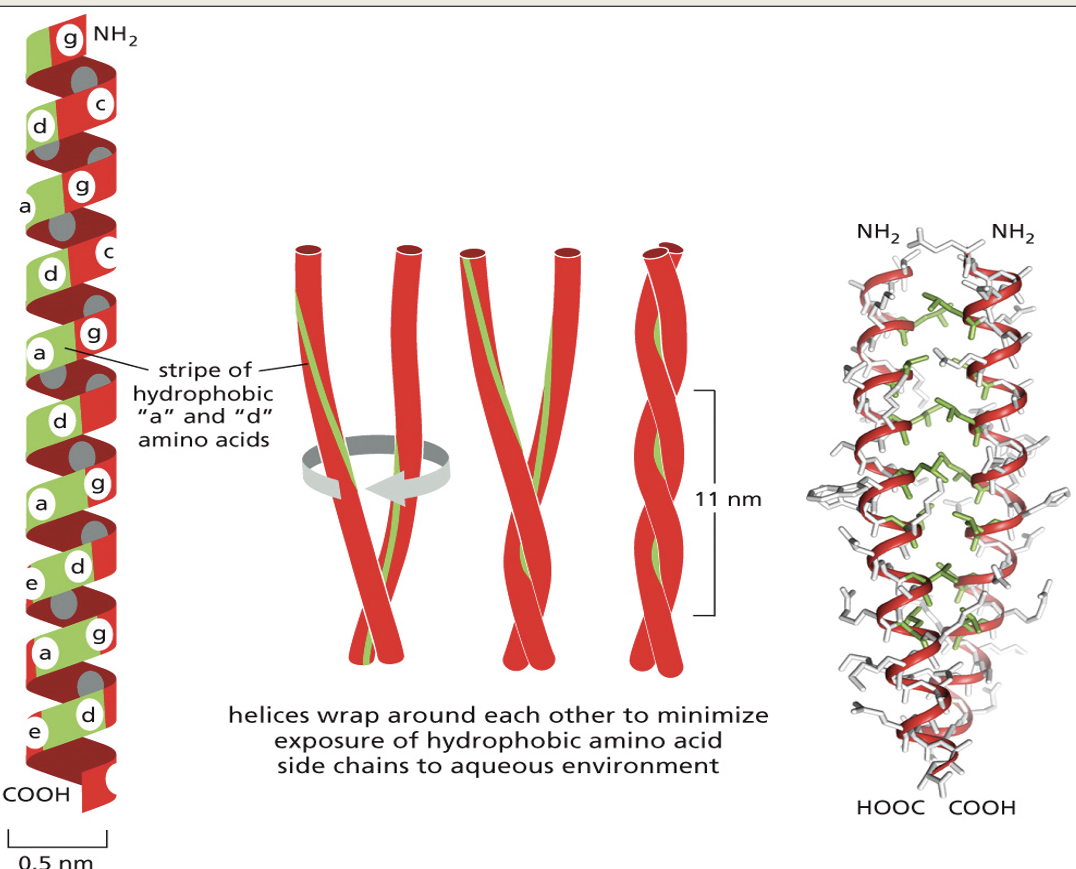 <ul><li><p>2 or 3 α-helices wind around each other forming a coiled coil.</p></li><li><p>Hydrophobic amino acids line up together where the helices meet. This provides structural strength to the protein.</p></li><li><p>Examples are keratin and collagen</p><p></p></li></ul><p></p>