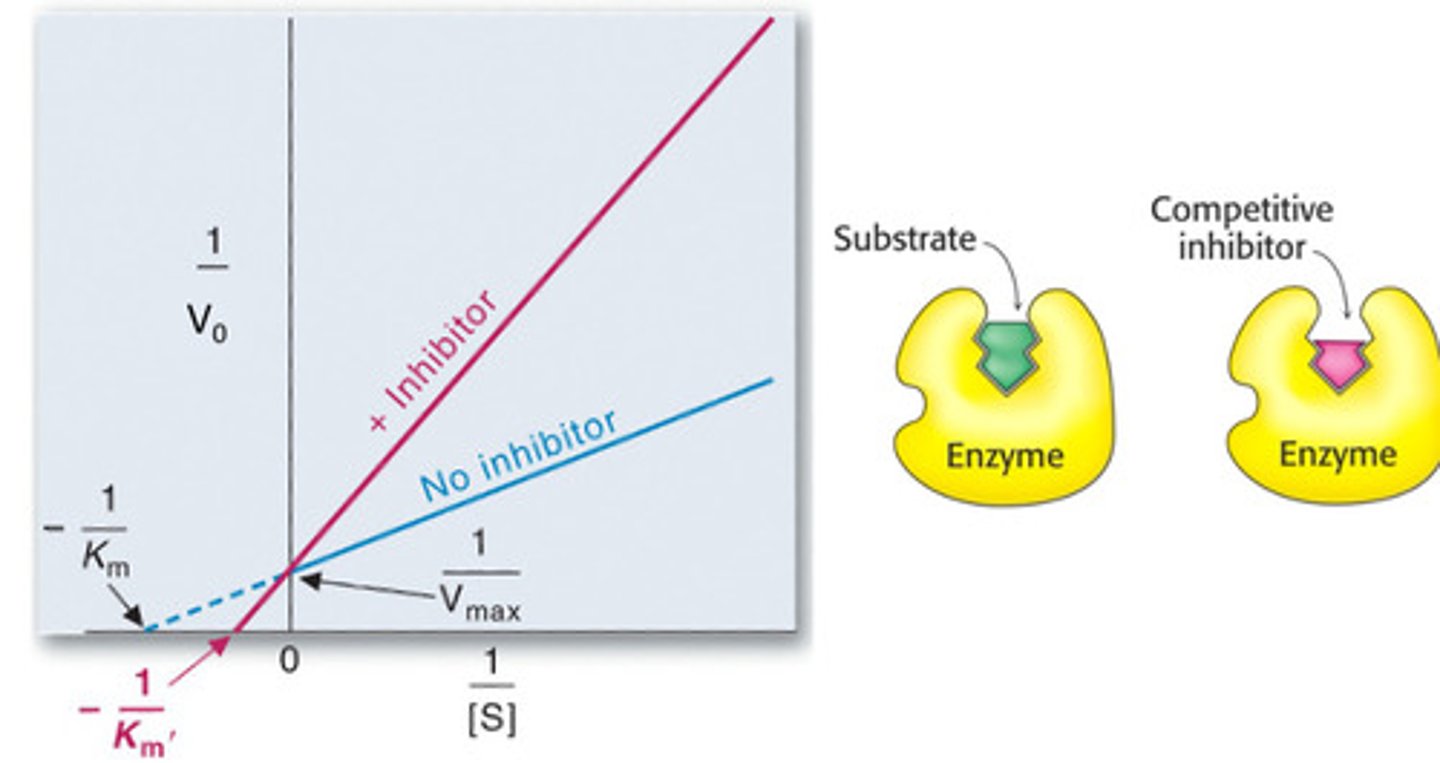 <p>Km increases, Vmax stays the same</p>