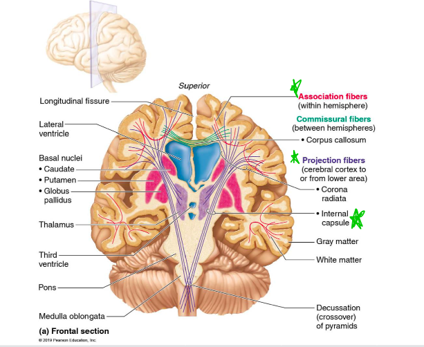 The motor cortex is the focus for the start point of voluntary motor control pathways 

\
The corticospinal (pyramidal) tract is the major pathway for controlled/precise output from the motor cortex 

\
Corticospinal (pyramidal) tracts must pass from the cortex, all the way to the ventral gray horn of the cord within the white matter. Let’s look at the path that these tracts take… 

*See Image*