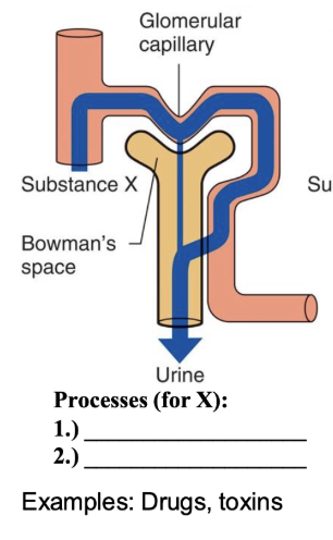 <p>processes for X</p>