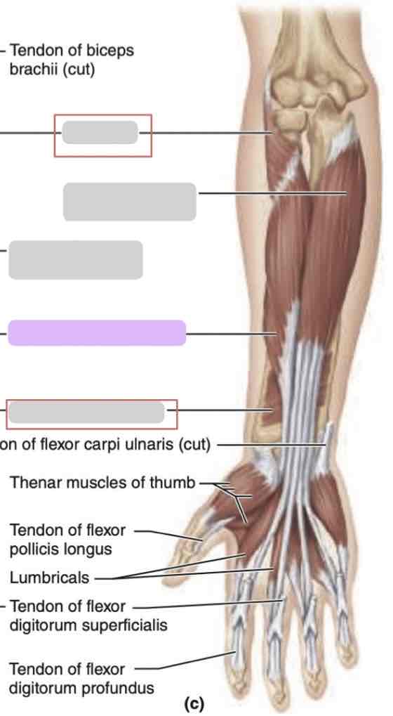 <p>Anterior arm (superficial)</p>