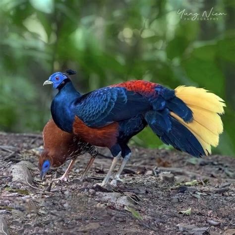 <p>Order Phasianidae </p>