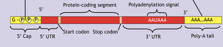 <p>5’ cap and the Poly-A-tail</p>