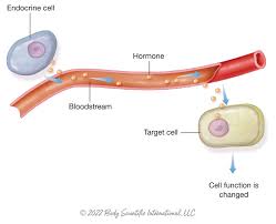 <p>Endocrine Signaling</p>