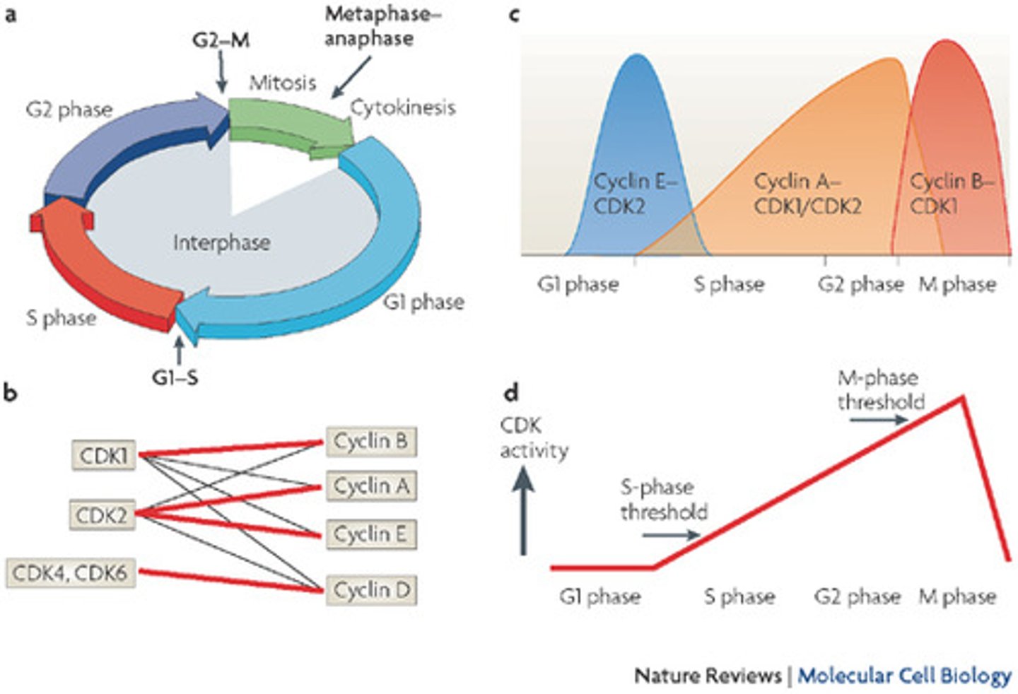 <p>one of a family of closely related proteins that regulate the cell cycle in eukaryotic cells</p>