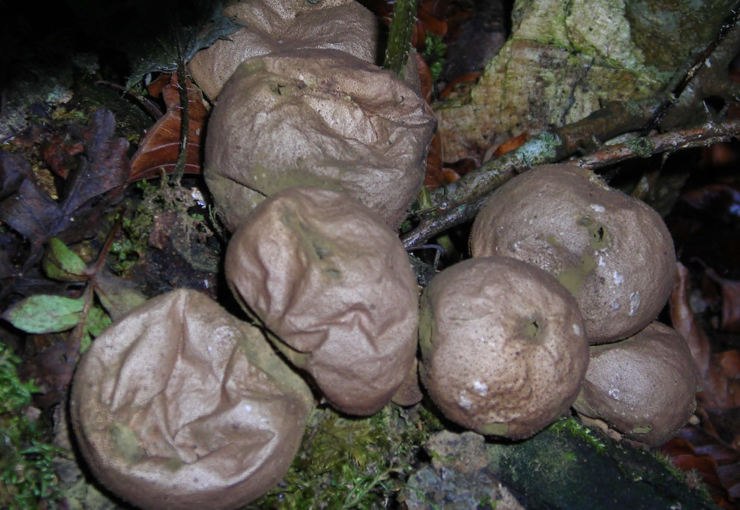 <p>Identificar el hongo</p>