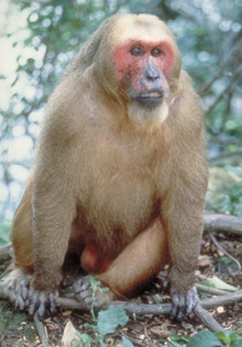 <p>Stump tail macaque</p>