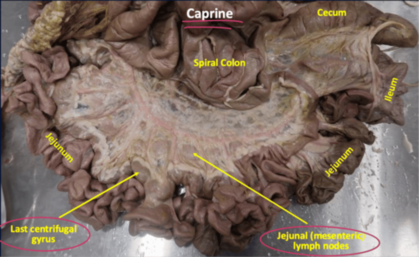 <p>where are the jejunal LN of caprine located</p>