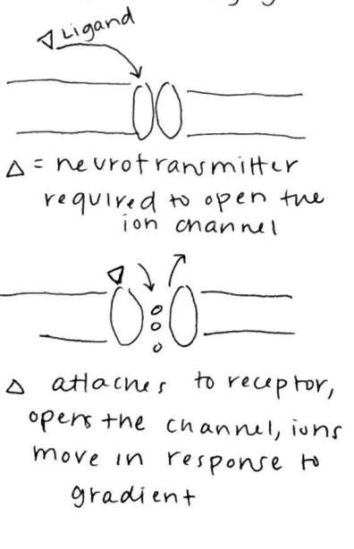 <p>neurotransmitter required to open the ion channel</p><p>neurotransmitter attaches to receptor, opens the channel, ions move in response to gradient</p>