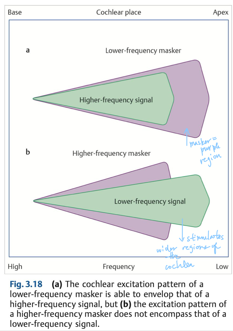 <p>Low-frequency sounds are good at masking high-frequency sounds, may be due to the shape of the wave envelope on the basilar membrane </p>