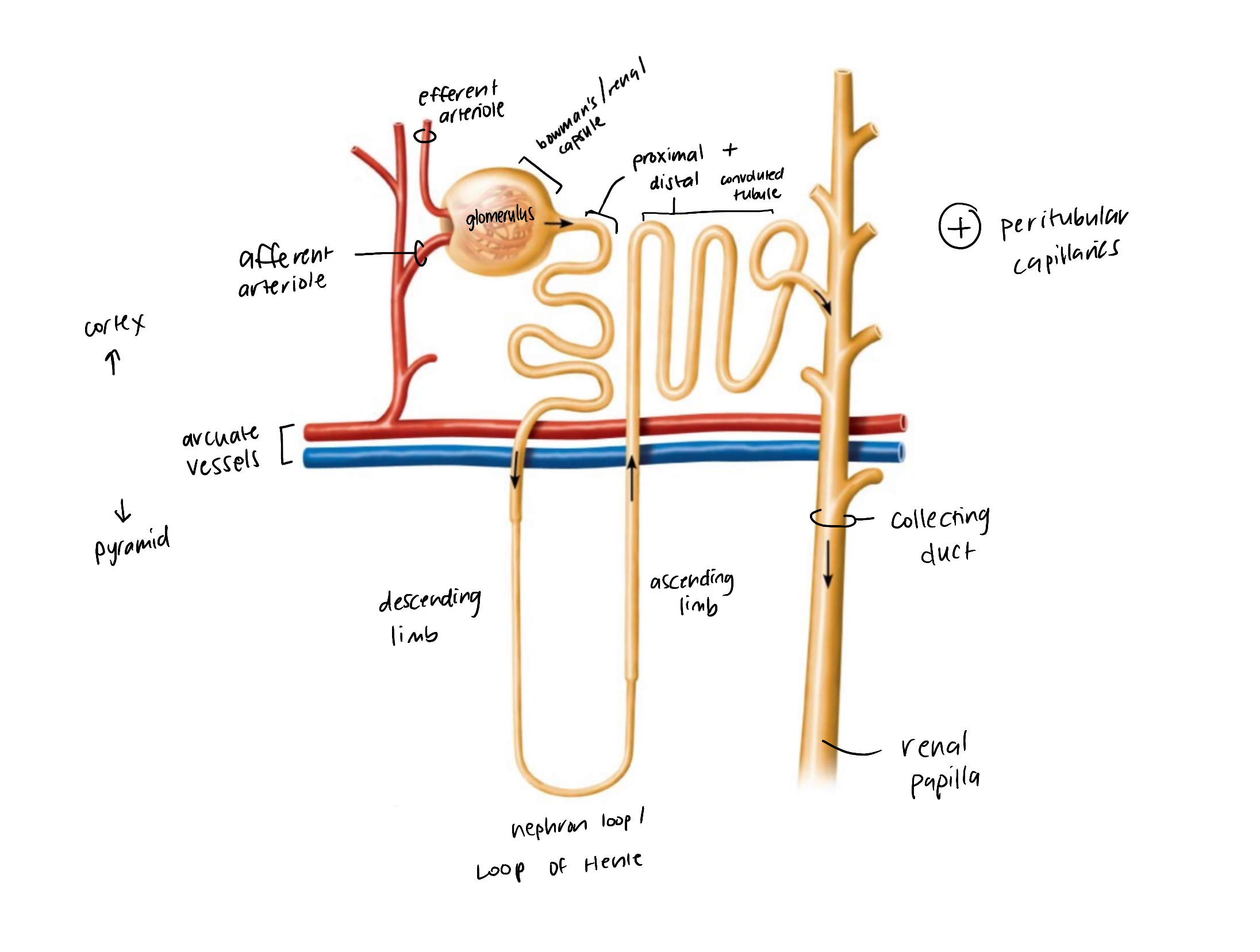 knowt flashcard image