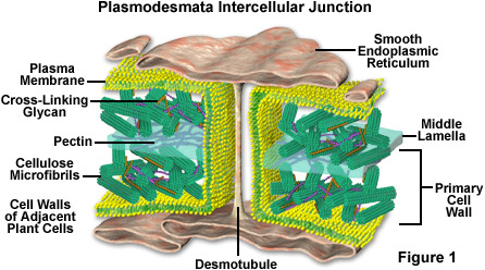 <p><strong>Tubular structures formed by the PM of adjacent cells that connect the cytoplasm of neighbouring plant cells</strong>, </p><p><strong>They allow communication and transport</strong> by facilitating the exchange of water, nutrients, and signalling molecules</p><img src="https://knowt-user-attachments.s3.amazonaws.com/91a17e75-0627-4fc6-81ba-8c77929b59ec.png" data-width="100%" data-align="center"><p></p>