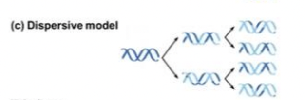 <p>Dispersive Model</p>