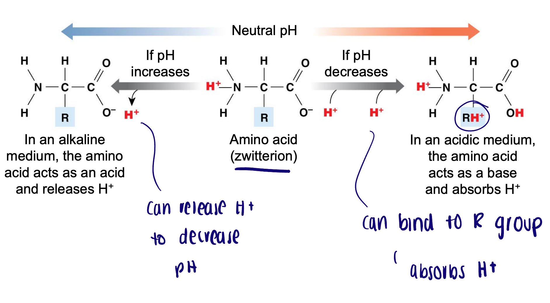 <ul><li><p>Amino acids contribute to the protein buffering system to buffer both intracellular and extracellular fluids </p></li><li><p>Amino acids are used to stabilize the pH of the cell during metabolism to prevent damage to cellular organelles </p></li></ul><p></p>
