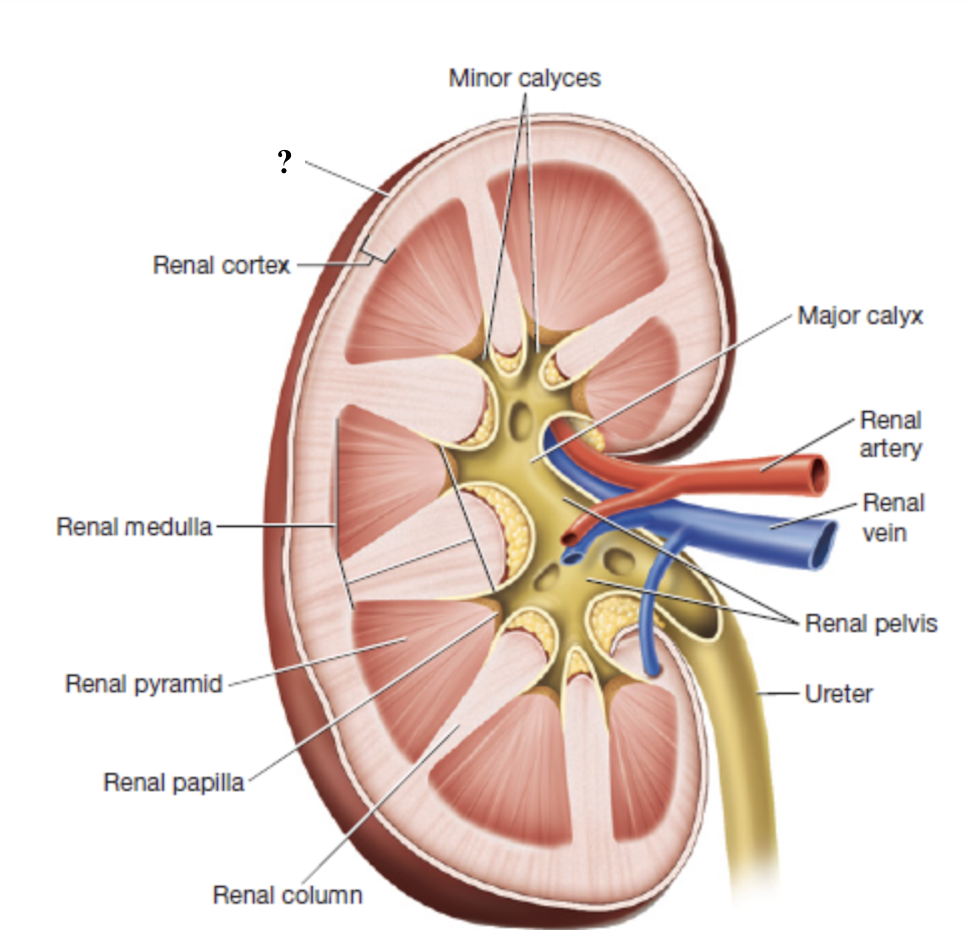 <p>thin, though layer of dense irregular collagenous connective tissue </p><ul><li><p>encases each kidney like plastic wrap </p></li></ul><p></p>