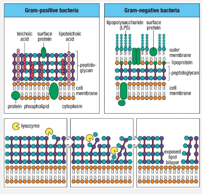 <p>Lysozymes digests the cell walls of gram-positive and gram-negative bacteria</p><p>Lysozymes are more effective against gram positive bacteria because there are less cell wall layers so it is easier to break down</p>