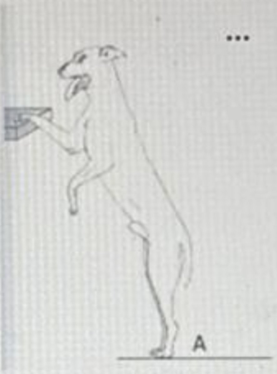 <p>B</p>