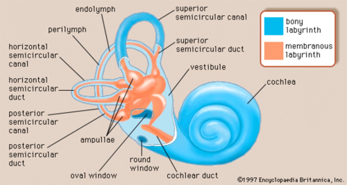 <p>closed system of membranous tubes/sacs/ducts inside the bony labyrinth. filled with endolymph</p>
