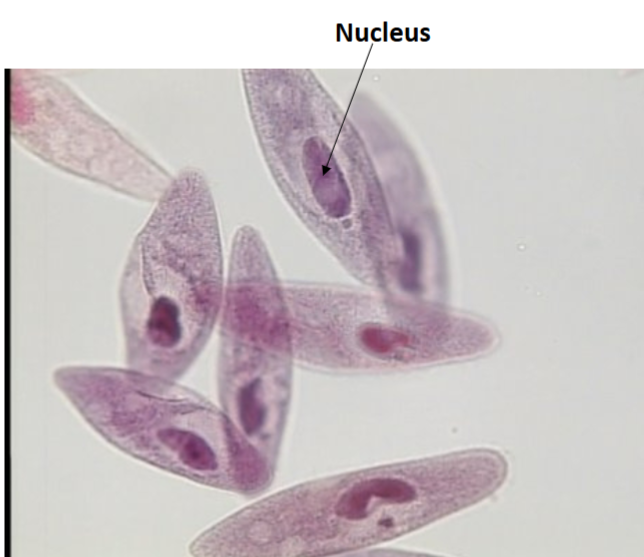 <p>Uses cilia for movement</p>