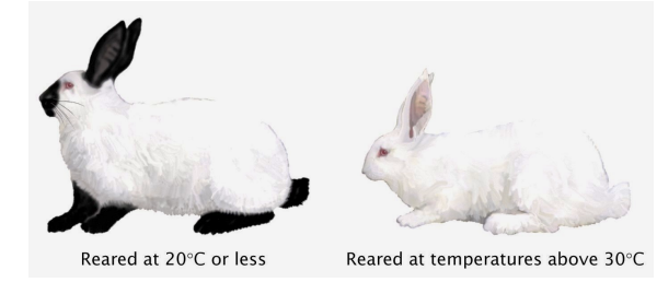 <p>Environmental effects</p>