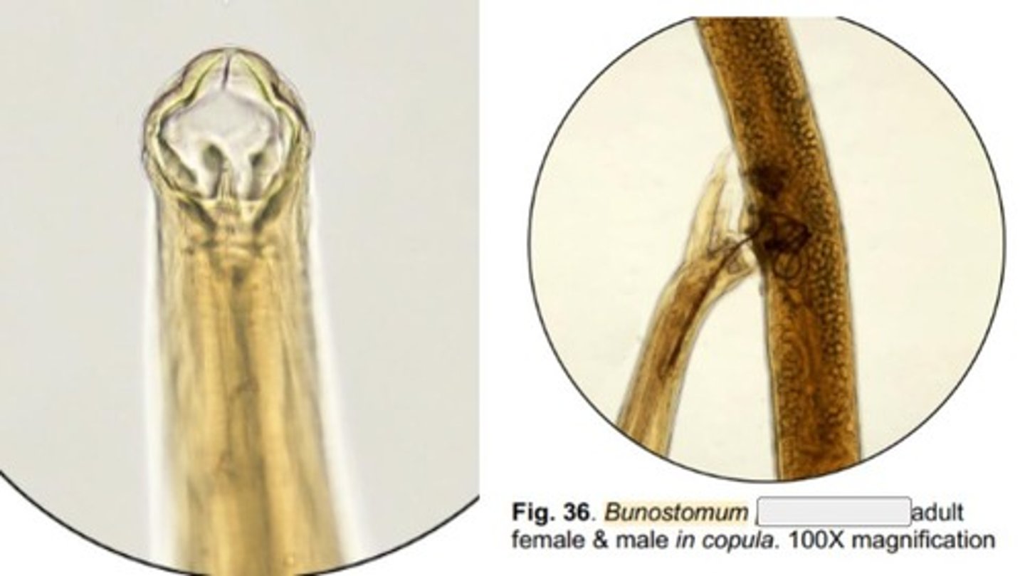 <p>Bunostomum species that infects the SI of wild & domestic ruminants</p><p>-Has chitinous cutting plates & multiple sub-ventral lancets</p>
